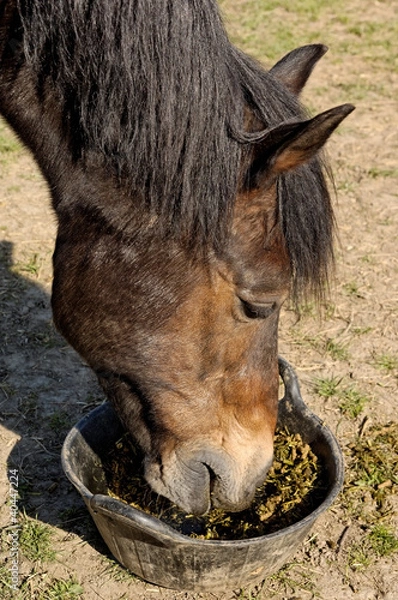 Obraz Welsh Cob Eating