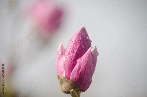 Obraz Flor de Magnólia cor-de-rosa