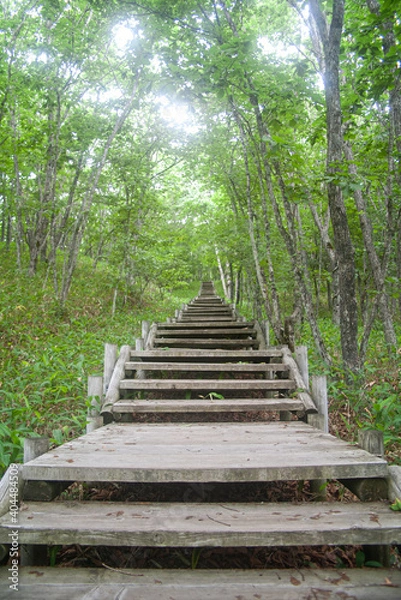 Obraz 森の中にまっすぐ伸びる階段