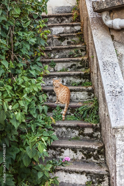 Fototapeta chat sur escalier