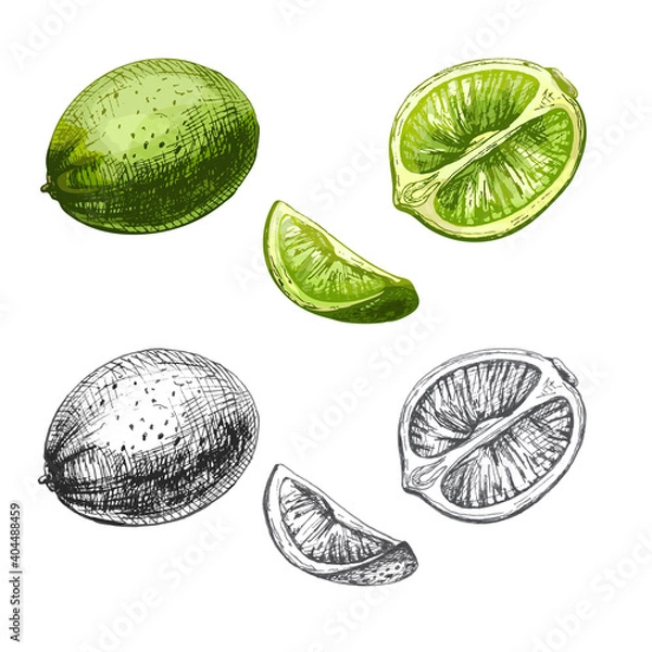 Obraz Lime slice and whole. Vector vintage hatching color illustration.