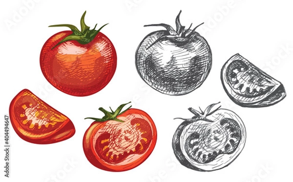 Obraz Tomato whole and slice isolated on white background. Vector vintage hatching