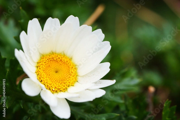 Obraz 公園に咲くノースポール