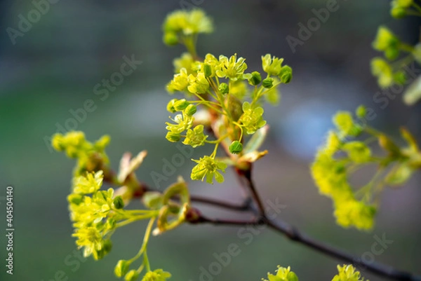 Fototapeta Maple flowers close-up during spring flowering