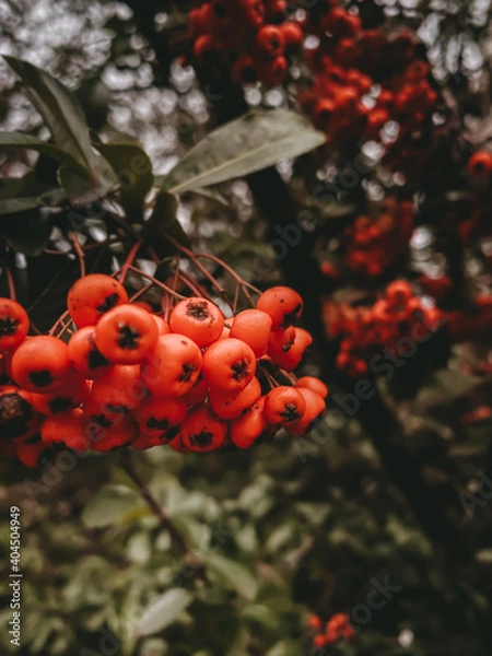 Obraz Vogelbeere Eberesche