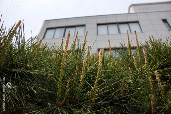 Fototapeta マツの枝先に伸びたシュートの頂部に雌花