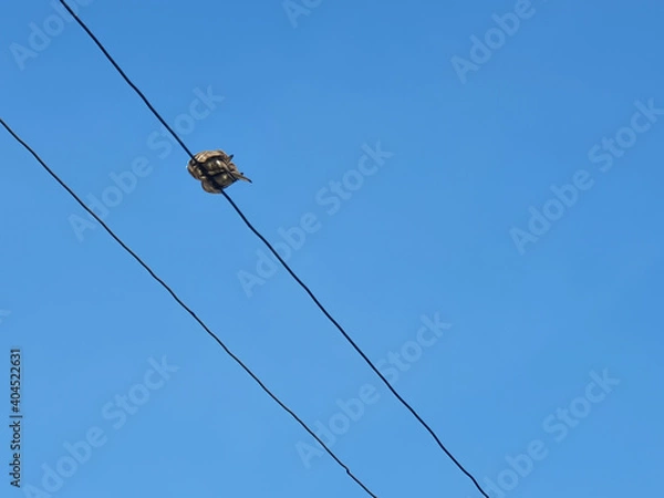 Obraz Two birds on an electric wire