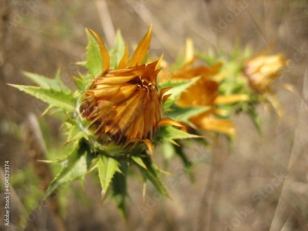 Obraz Carlina raggio d'oro