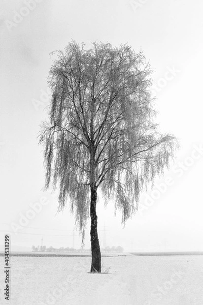 Obraz Weide im Schnee