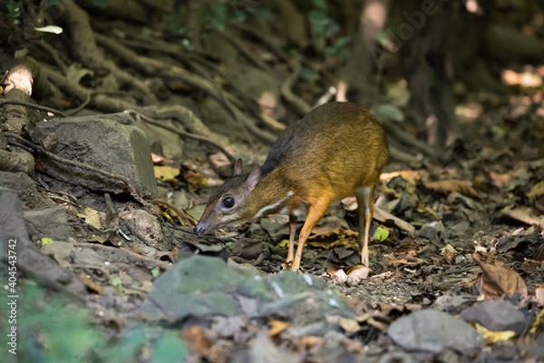 Fototapeta close up of mouse deer in forest