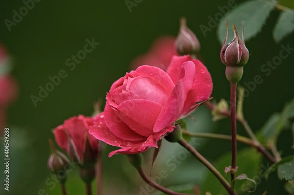 Obraz Rose Colored Rose Flowers