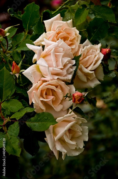 Obraz Tan Rose Flowers