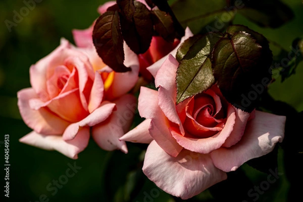 Obraz Pink Roses