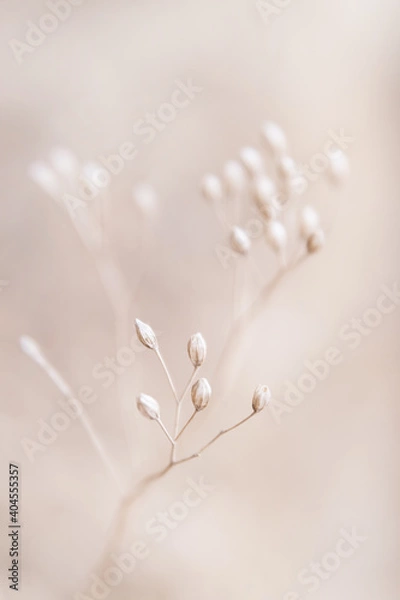 Obraz Dry flowers plant floral branch on soft beige pastel background. Blurred selective focus. Pattern with neutral natural colors.