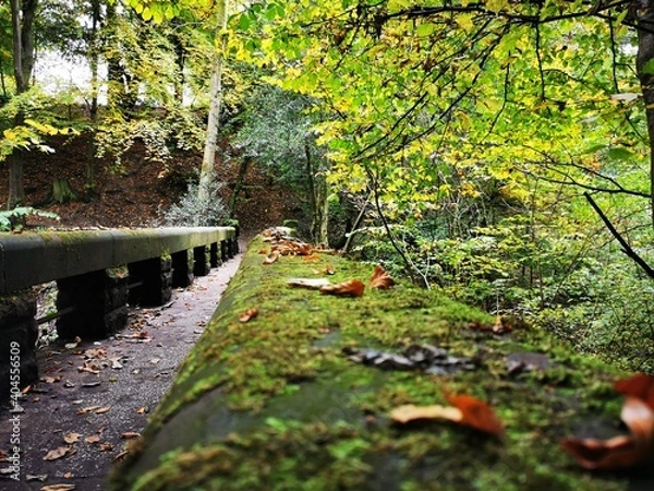 Obraz autumn in the forest