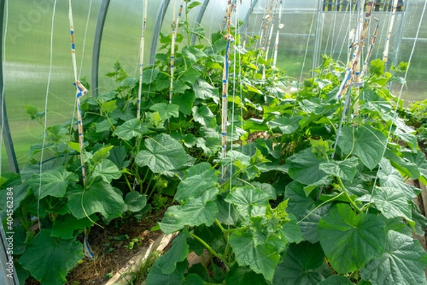 Obraz these ropes are designed to guide the growth of tomatoes and are located in the greenhouse