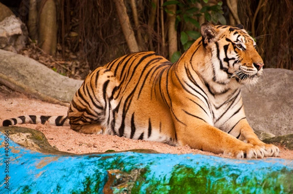 Obraz Bengal Tiger