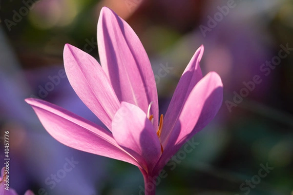 Fototapeta Violet crocus flower portrait