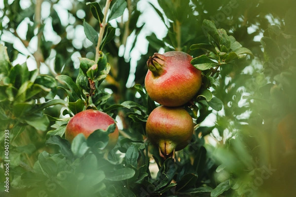 Obraz Ripe pomegranates on the tree between green branches