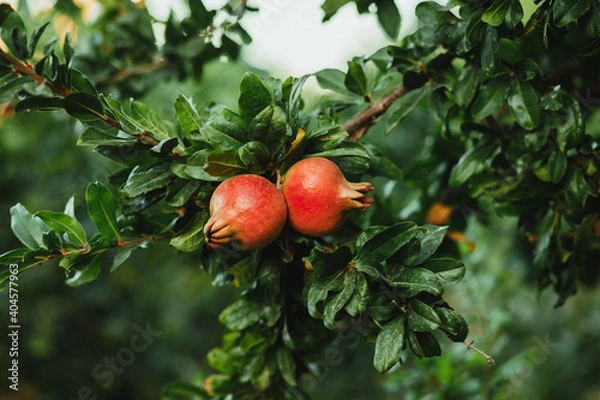 Obraz Two beautiful ripe red pomegranates on the tree branch