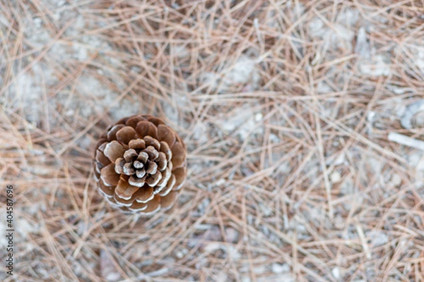 Obraz Pine cone seen from above. Fibonacci. Golden number