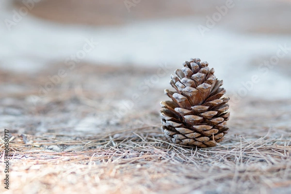 Obraz Pine cone in winter