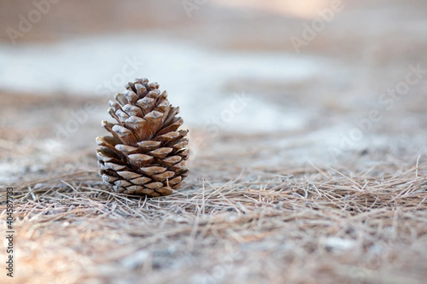 Obraz Inhospitable pineapple on the dry ground