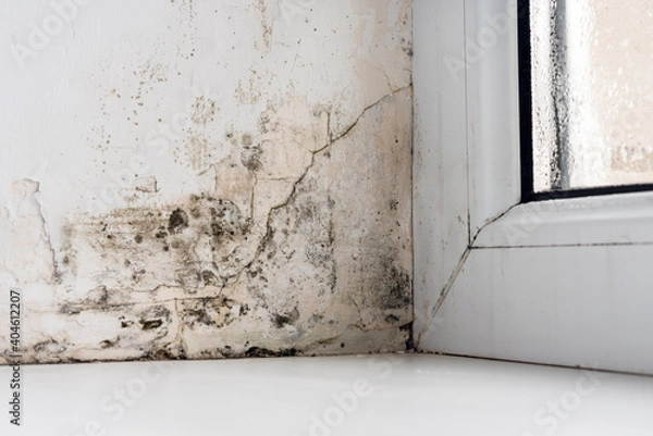 Fototapeta Mold in the corner of the plastic windows