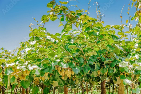 Obraz Kiwifruit farm