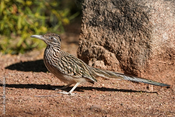 Fototapeta Roadrunner idle