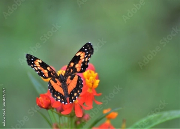Fototapeta butterfly on flower