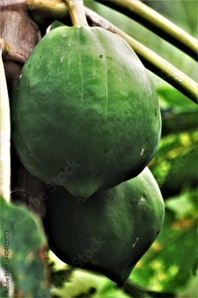 Obraz papayas on tree