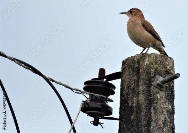 Obraz Rufous Hornero