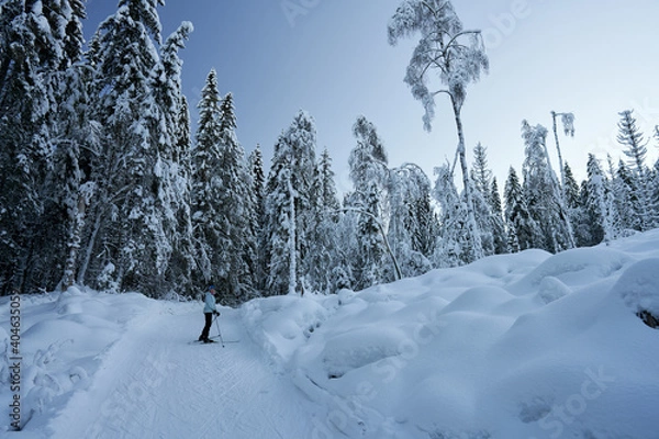 Obraz Cross country skiing in Norway is very popular. This is the tracks and slopes in Oslo, just a  short distance from downtown. The place is called Nordmarka or Oslomarka. 