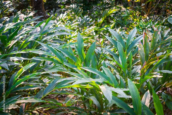 Obraz Thicket of cardamom plants at spice plantation in Kumily, Kerala, India.