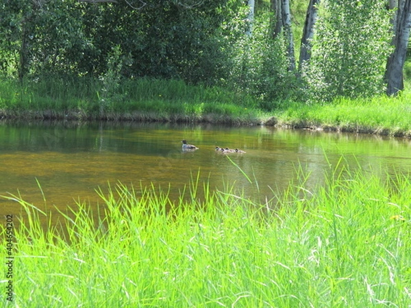 Fototapeta Duck Pond