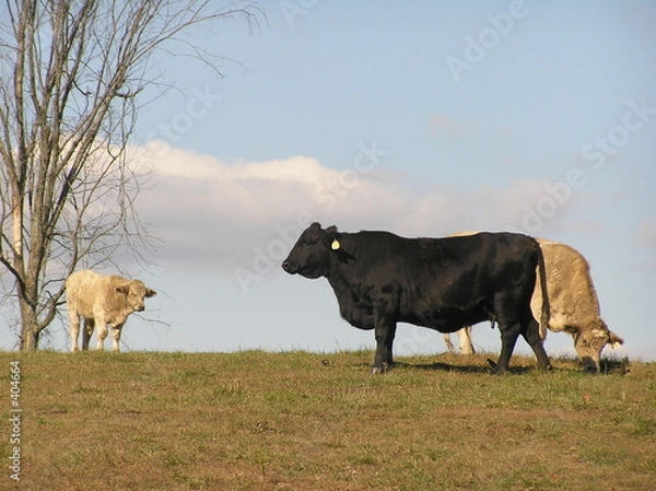 Obraz cows