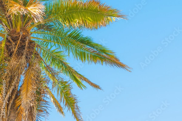 Fototapeta Tropical floral background. Palm tree and clear blue sky on background with copy space