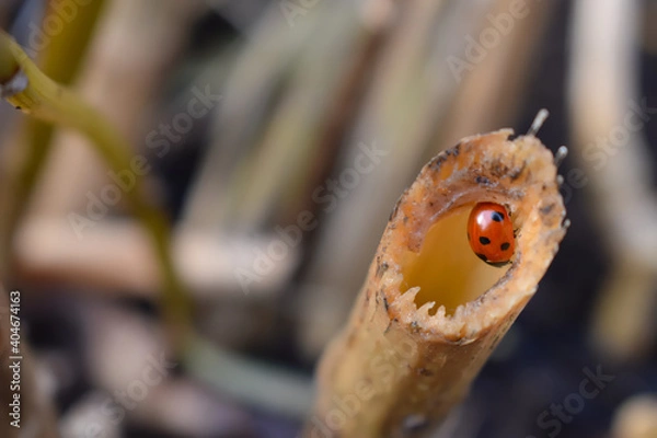 Obraz Seven-spotted ladybird has black head and thorax pair of white spots each short antennae six legs and red elytra with dark round dots It is common beneficial insect that hibernates in winter in the UK