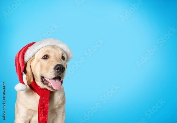 Fototapeta Adorable.