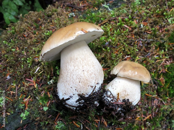 Obraz Two Picked Porcini