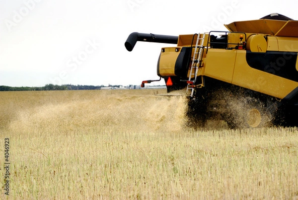 Obraz harvester with blowing wheat