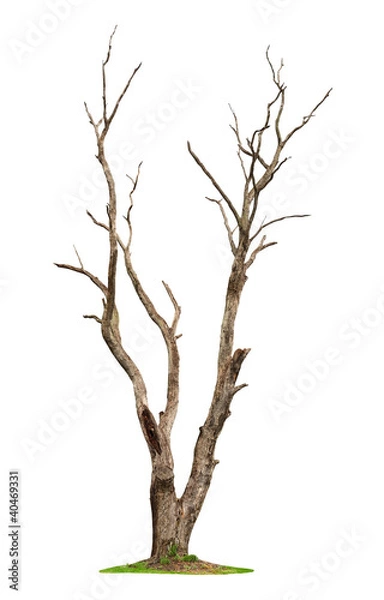 Fototapeta Tree on white background