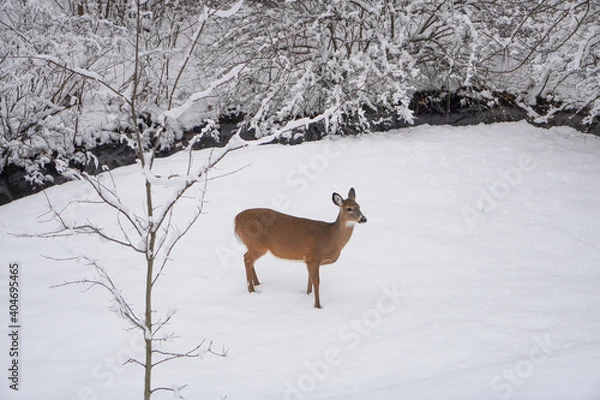 Obraz deer in winter forest
