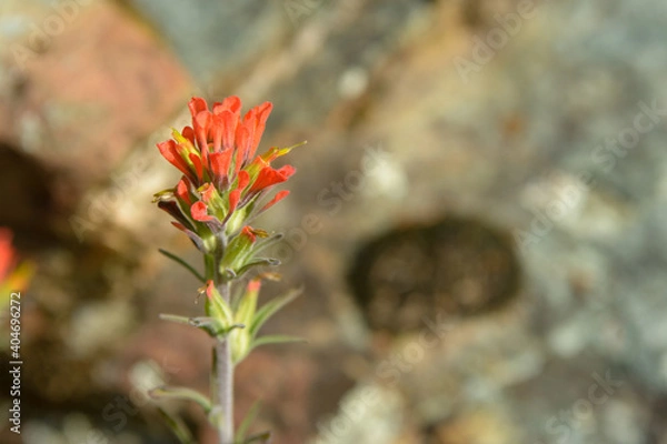 Obraz red wild flower california native