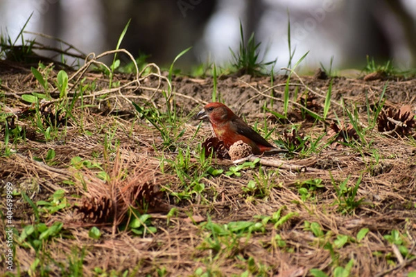 Obraz 地面に下りたイスカのオス
