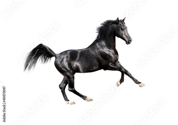 Obraz black expressive arab horse isolated on white
