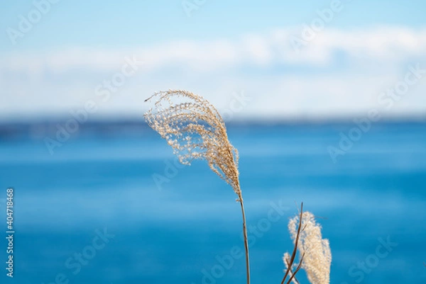 Fototapeta 青い海と空が背景のススキ