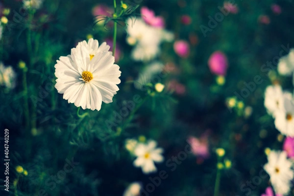 Fototapeta White cosmos with Green background, soft focus .