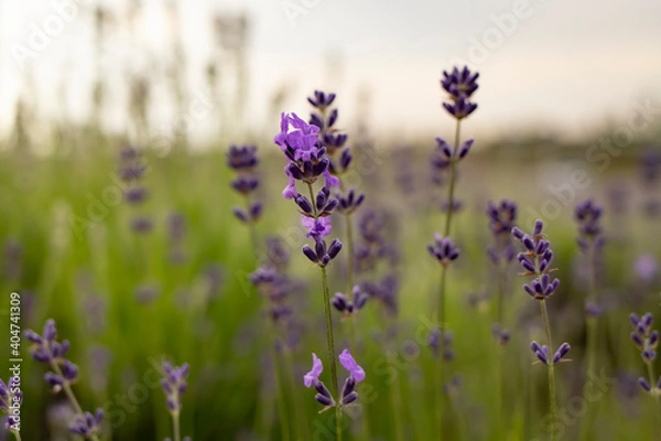 Fototapeta Lavender flower on the background of the lavender field and the evening sky.